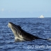 whale_humpback_sb_h_2561_dom2617.jpg